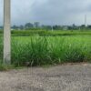 Residental land sale at kawasoti