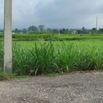 Residental land sale at kawasoti