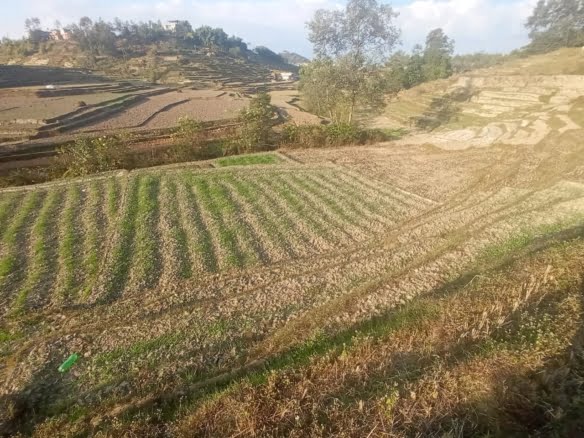 13 aana land for Sale in Chapagaun Muldole