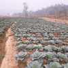 Land Sale in Gorkha Chhepetar