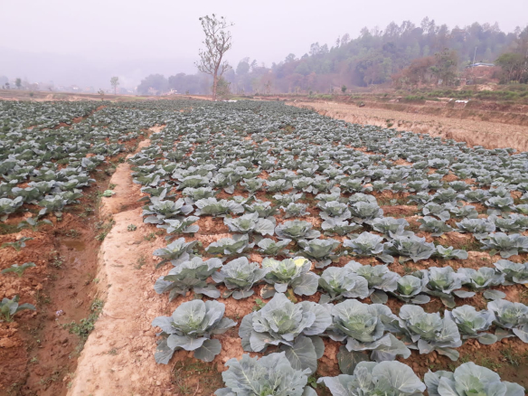 Land Sale in Gorkha Chhepetar