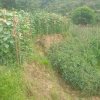 Land for Sale in Dhulikhel Khawa