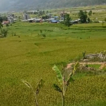 Land for Sale in Chahare Nuwakot