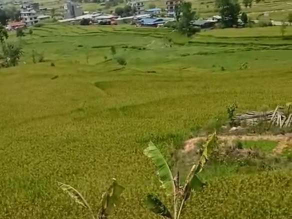 Land for Sale in Chahare Nuwakot