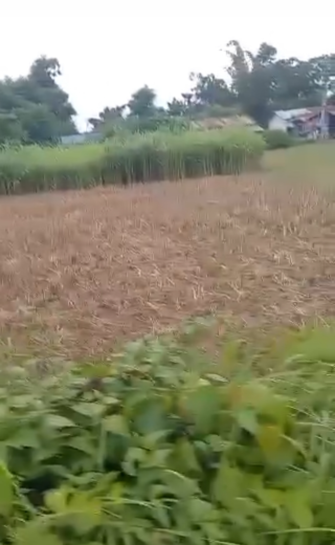 Land for sale in Kolhuwa near Kawasoti