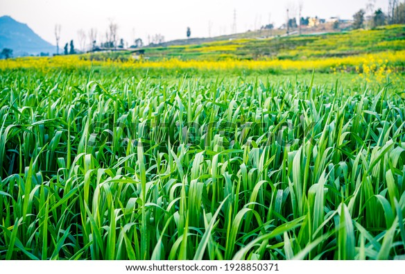 15 kathha land for sale in Bagphanta Mahendranagar