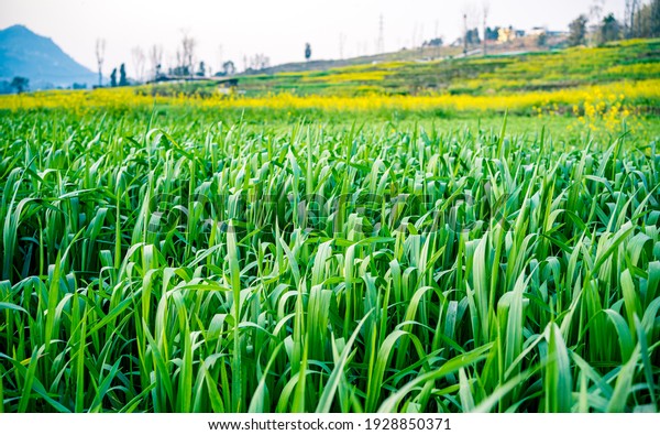 land for sale in Bagphanta Mahendranagar