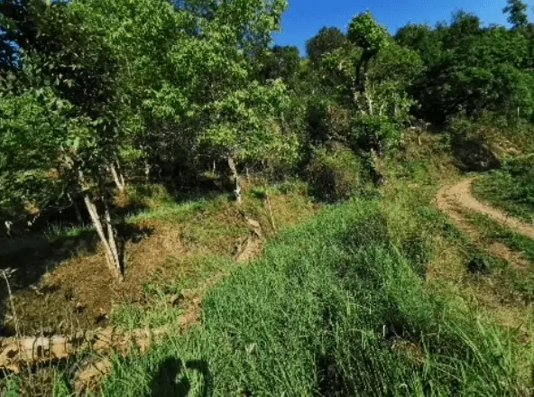 Land for Sale in Shukla Gandaki Thakrep Tanahaun