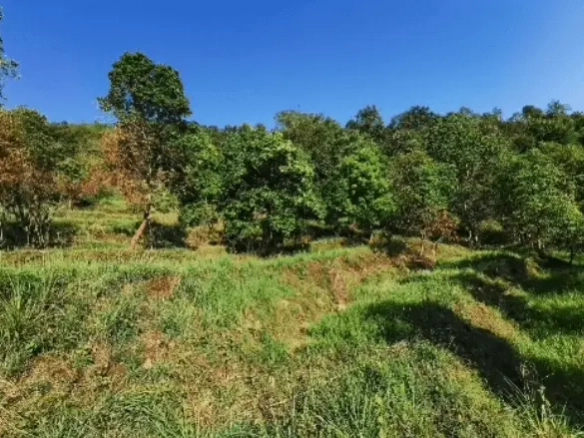 Land for Sale in Shukla Gandaki Thakrep Tanahaun