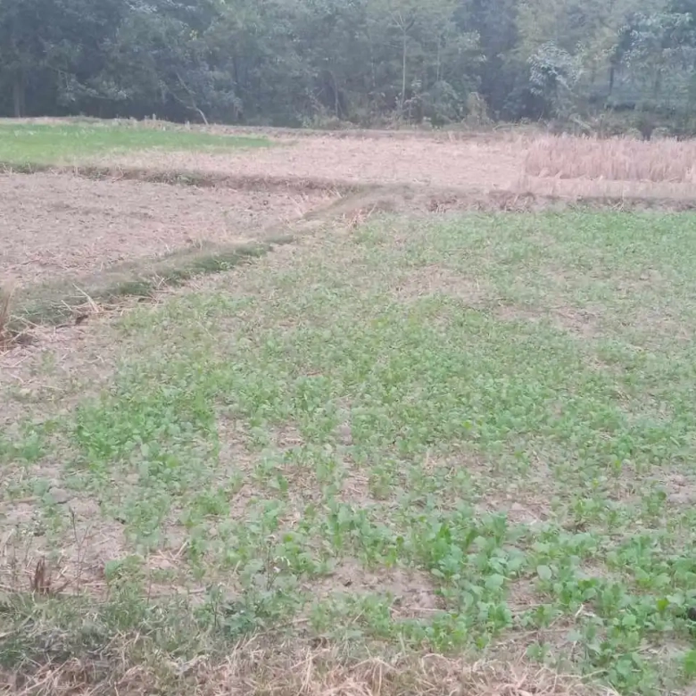 Land for Sale in Jhapa Shambhu Chowk