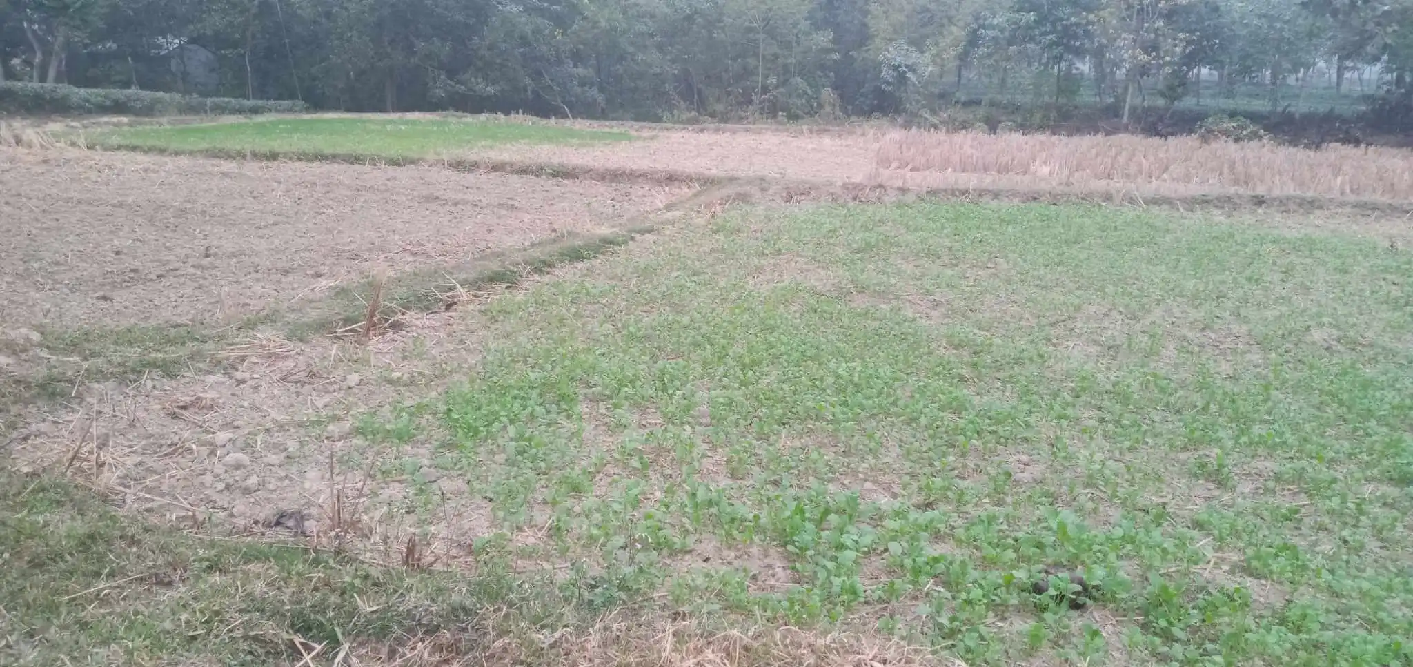 Land for Sale in Jhapa Shambhu Chowk