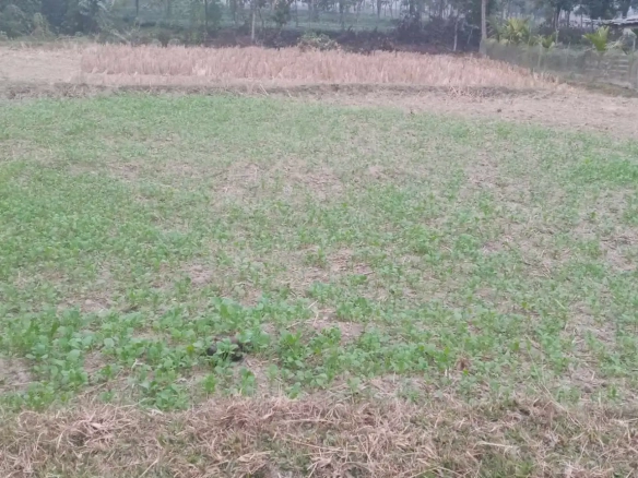 Land for Sale in Jhapa Shambhu Chowk