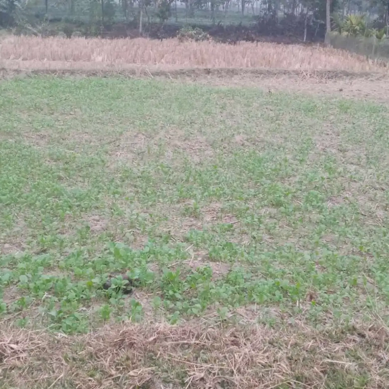 Land for Sale in Jhapa Shambhu Chowk