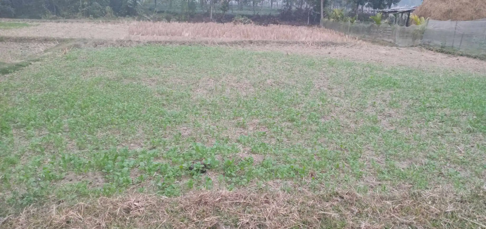 417634703_886467639636808_2876429201697844001_n Land for Sale in Jhapa Shambhu Chowk