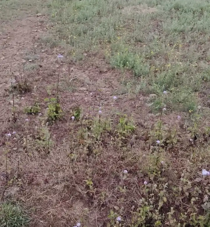 Land for sale in Jugeda Dhangadhi